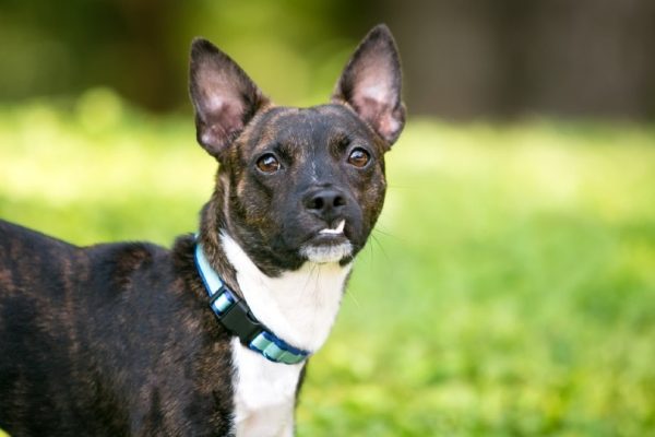 Boston Terrier x Jack Russell Terrier