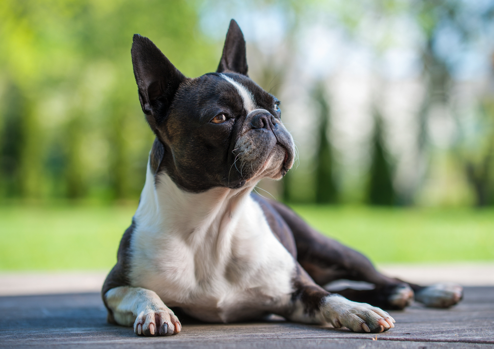 Boston terrier dog on brown terrace