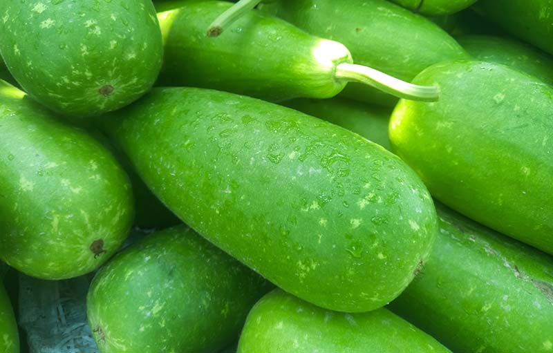Bottle gourd grow in farm at Bangladesh
