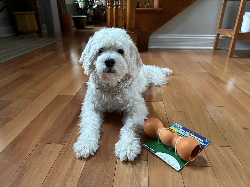 Bow Wow Labs Buddy - nora lying next to the product