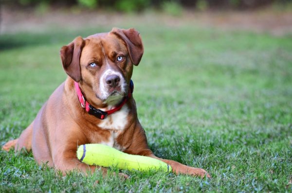 Boxer Mastiff Mix