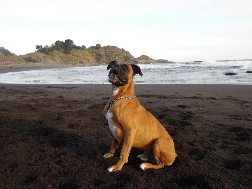 Boxer at the beach