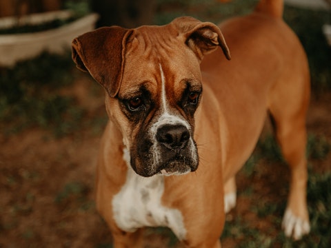 Boxers