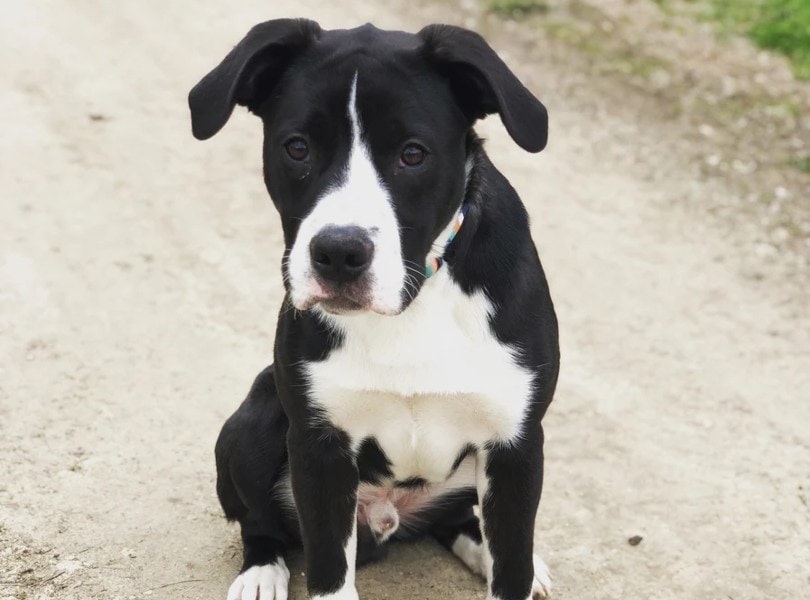 Boxollie (Boxer x Border Collie)