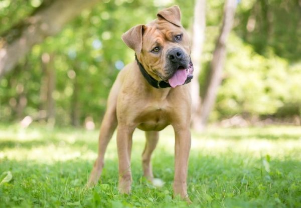 Boxpei (Boxer x Chinese Shar Pei)