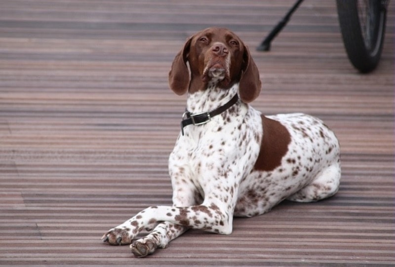 Braque Francais dog breed