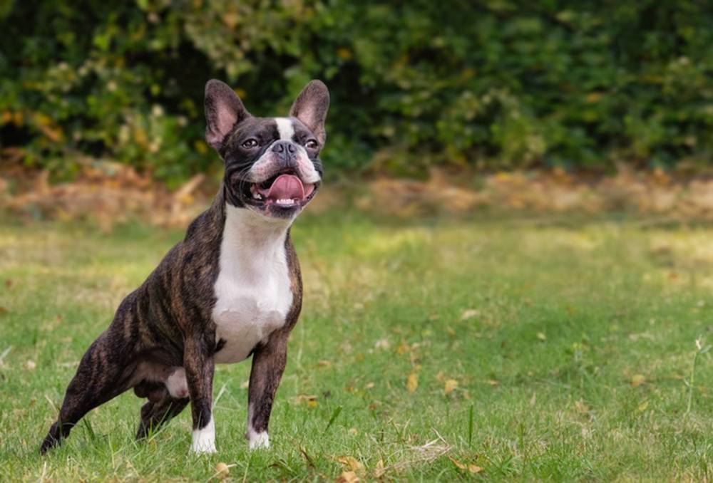 Brindle Boston Terrier dog sitting outdoors