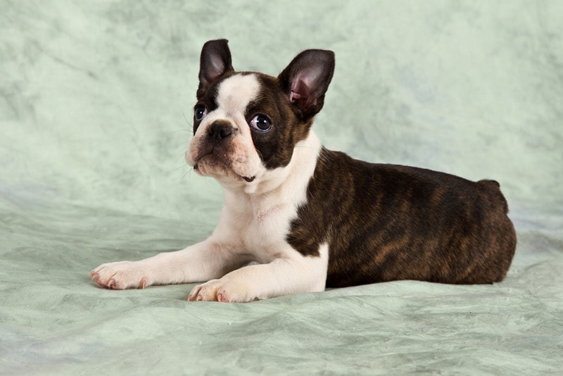 Brindle Boston terrier puppy