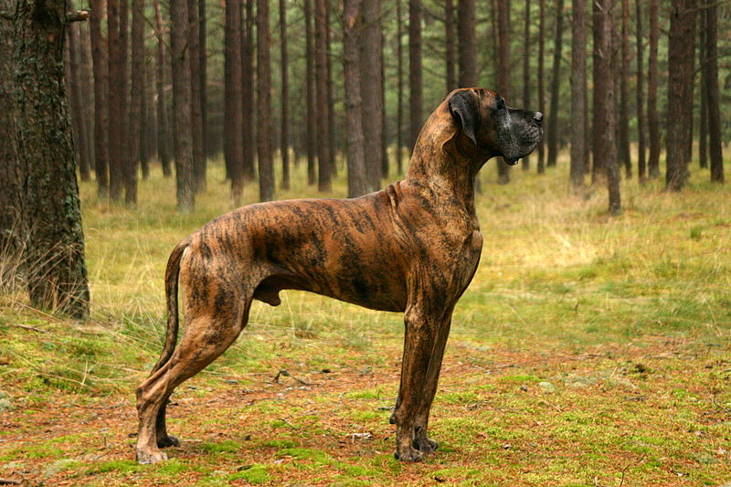 Brindle Great Dane Male Adult