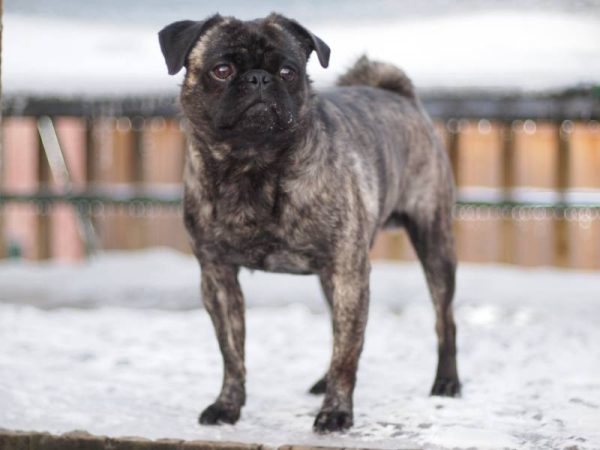 Brindle Pug Looking Off Into the Distance During Winter Time