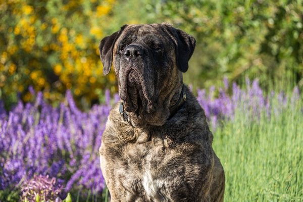 Brindle mastiff sits in a field of green and purple flowers