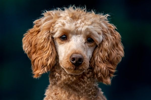 Brindle poodle portrait