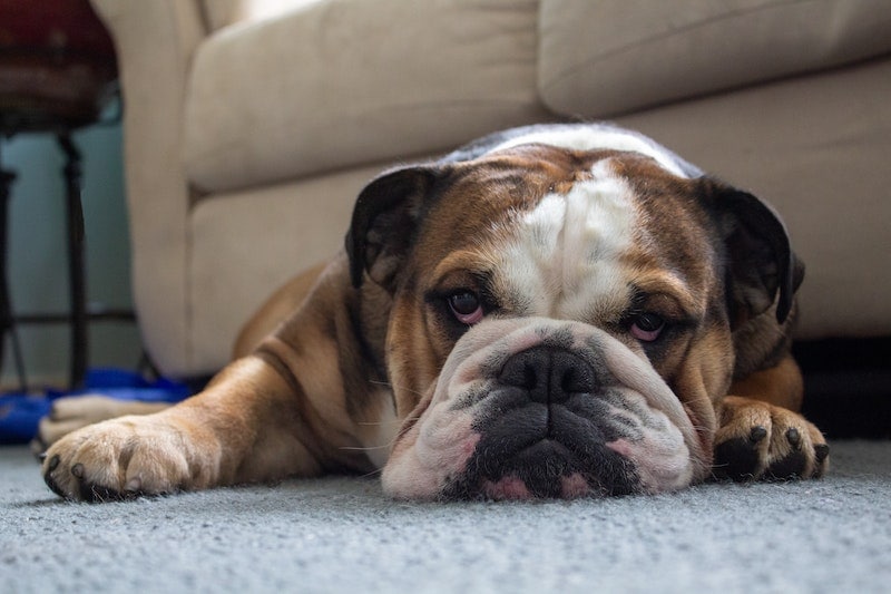 British Bulldog