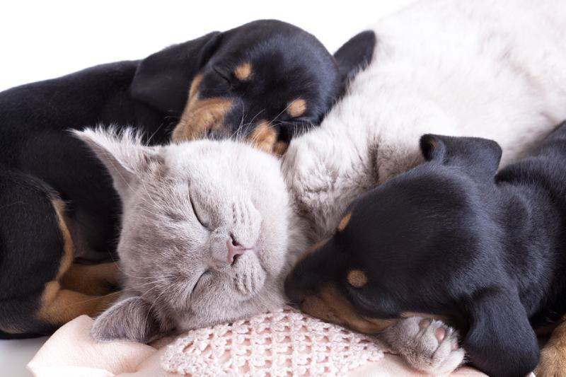 British kitten rare color (lilac) and puppies dachshund