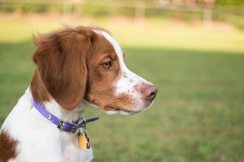 Brittany-Puppy-Dog_Pattys-Photography_shutterstock