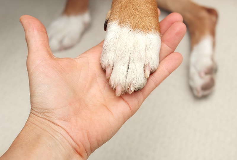 Broken dog nail examination by owner or veterinarian