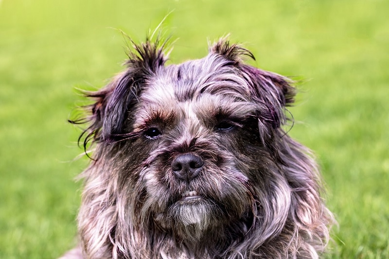 Brottweiler dog