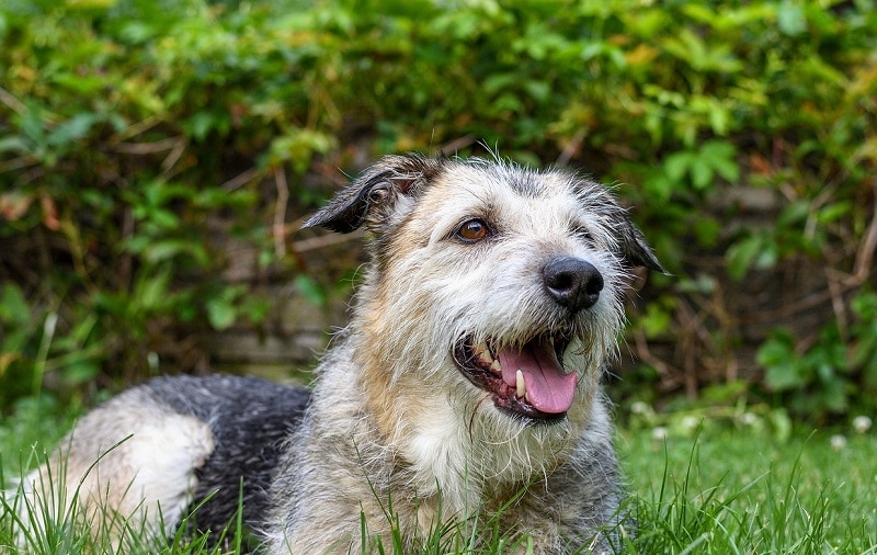 Brottweiler mixed dog breed