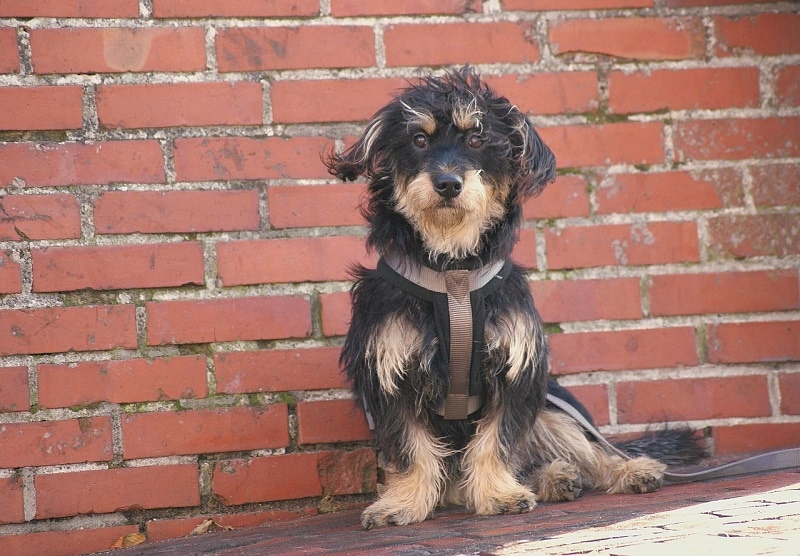 Brottweiler mutt