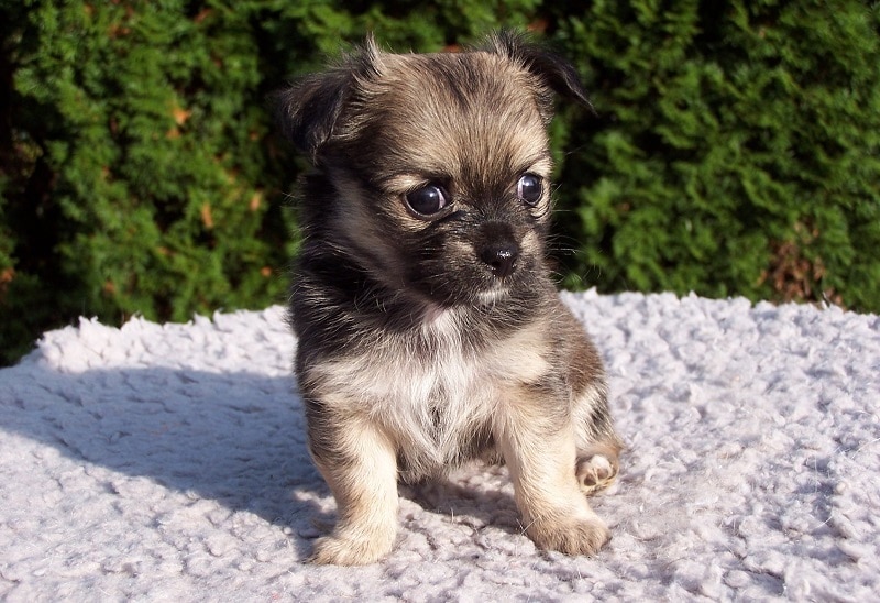 Brottweiler puppy