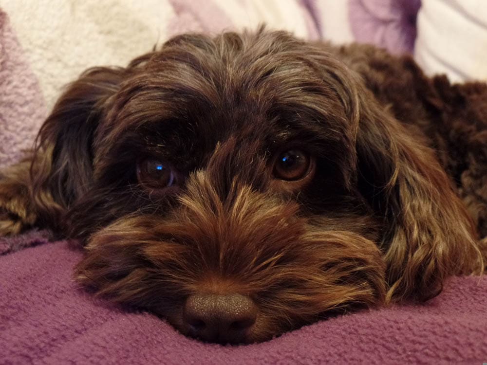 Brown Cockapoo