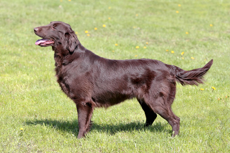 Brown Flat Coated Retriever dog standing in the spring garden