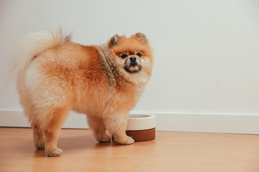 Brown Pomeranian Puppy with a bowl Looking at Camera