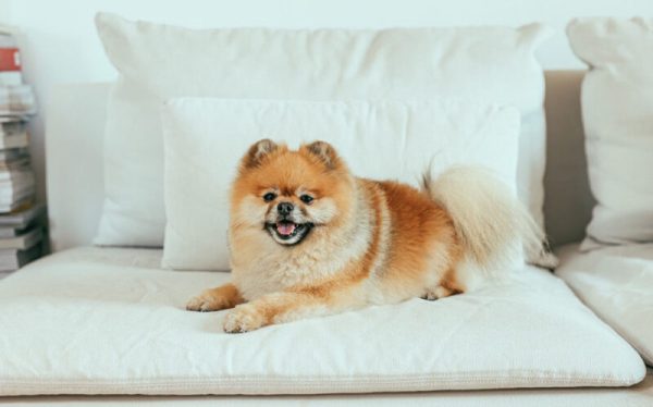 Brown Pomeranian on White Couch