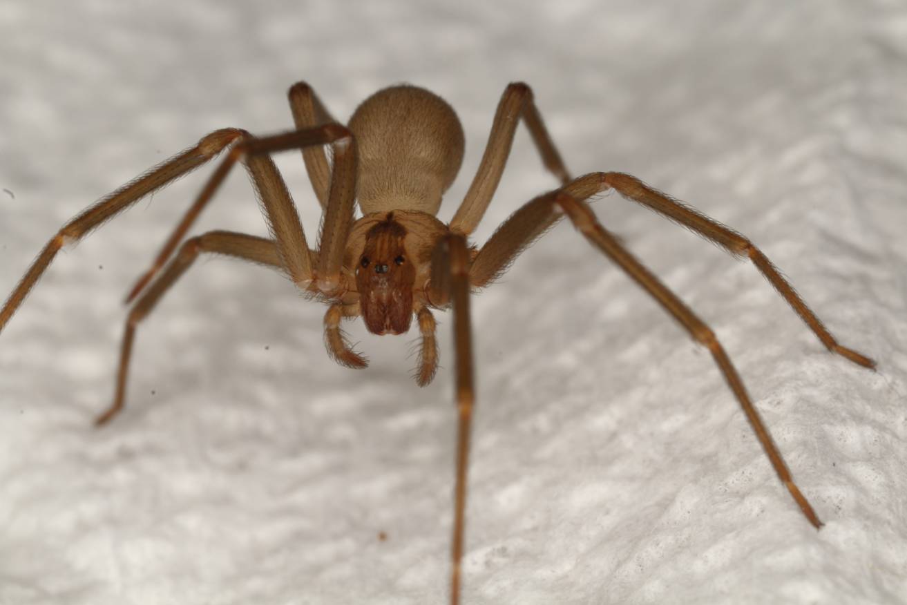 Brown Recluse Spider