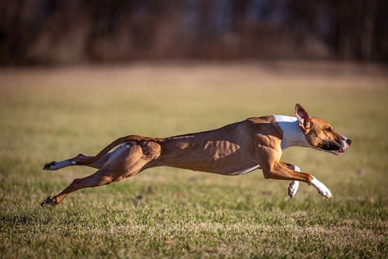 Brown Whippet Dog with muscles running in a field