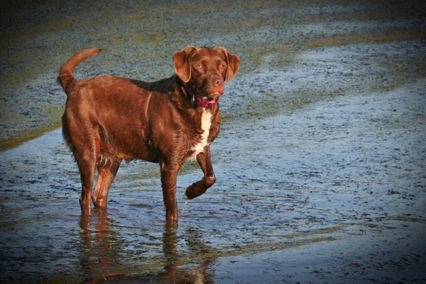 Brown-White-Chocolate-Labrador-Retriever-Brittany-Spaniel-Mix_Adam-Tremel_shutterstock