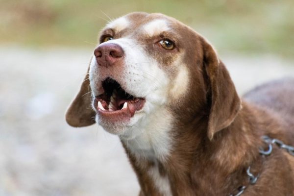 Brown and white dog barking