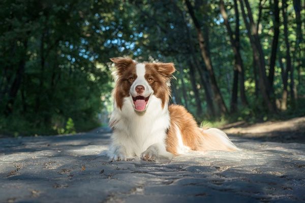 brown border collie