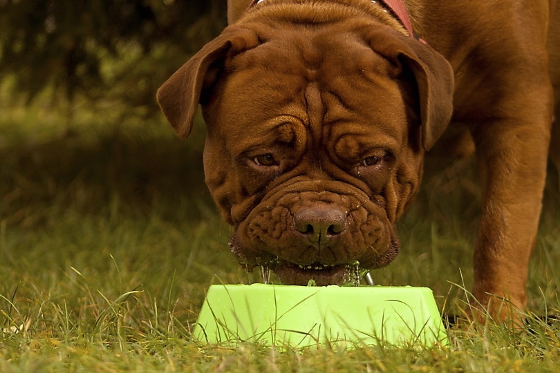 Brown bulldog eating from a bowl