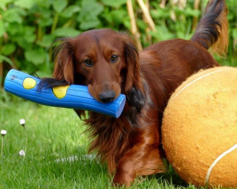 Brown dachshunds playing with toys