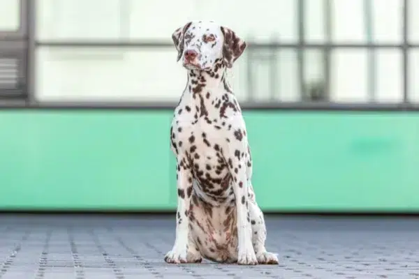 Brown dalmatian sitting on brick yard