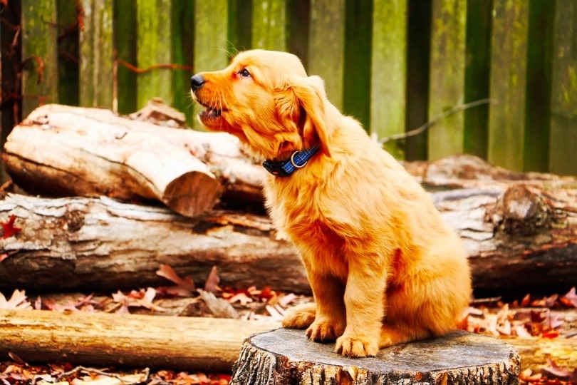 Brown dog barking in the trees