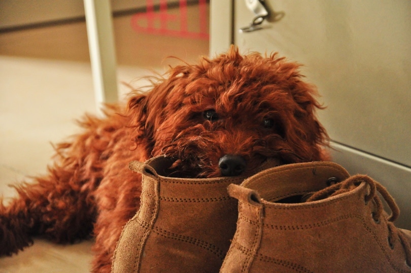 Brown dog biting brown leather shoes