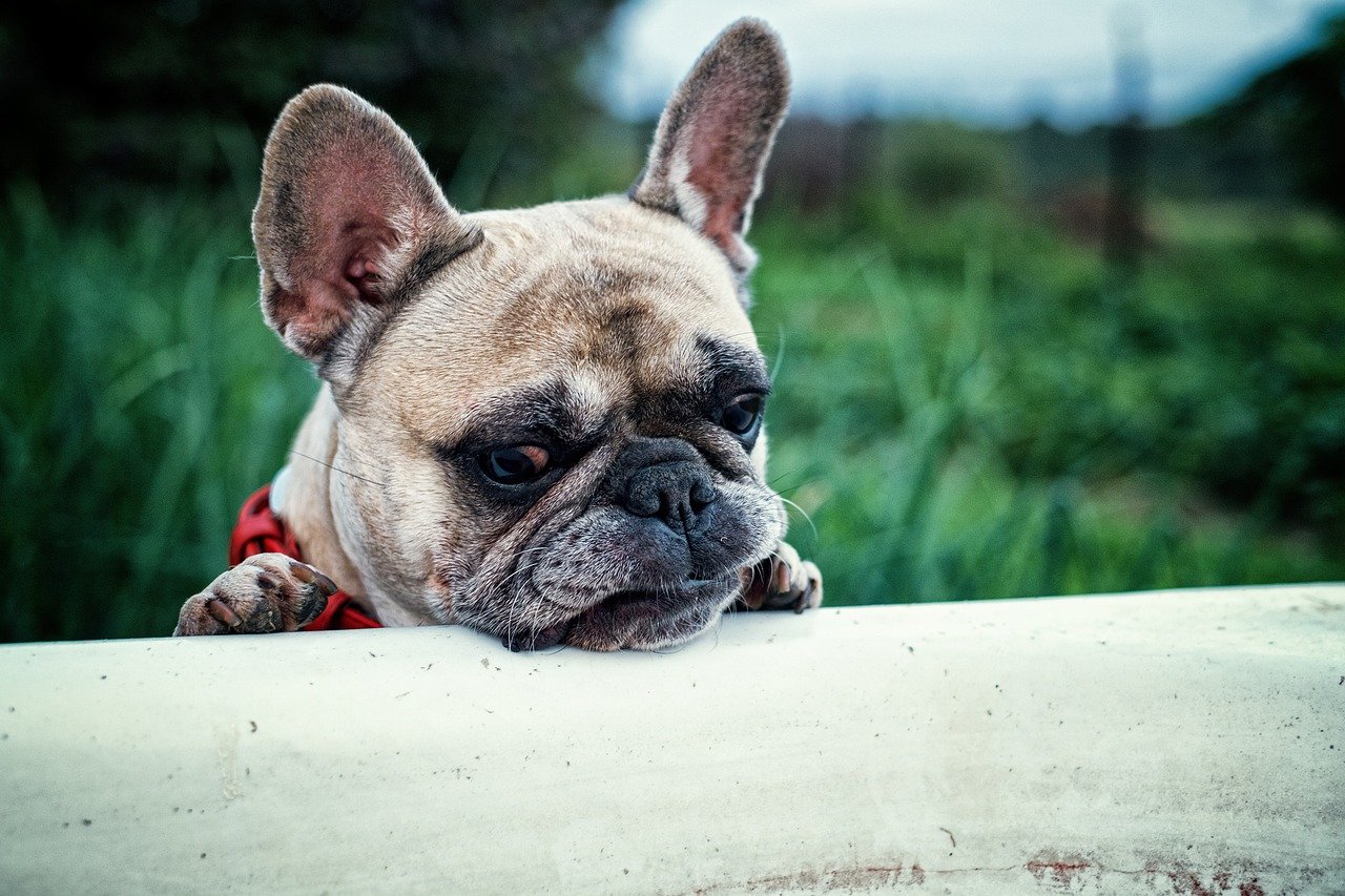 Brown french bulldog
