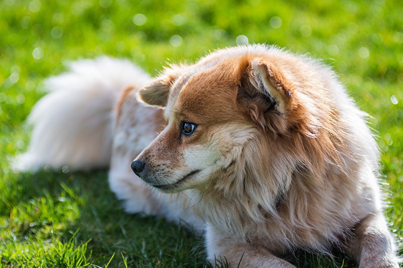 Brown haired throwback pomeranian
