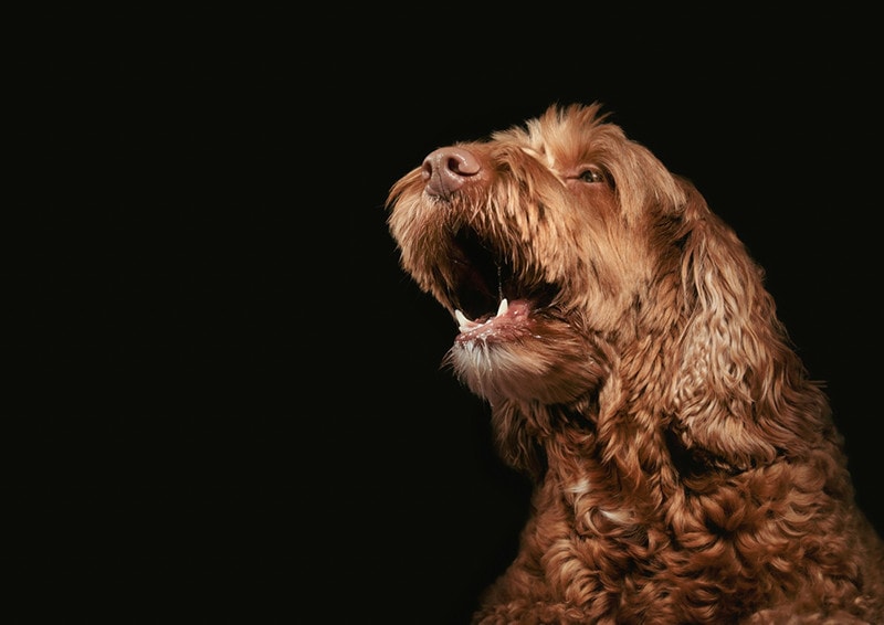 Brown labradoodle mouth Barking