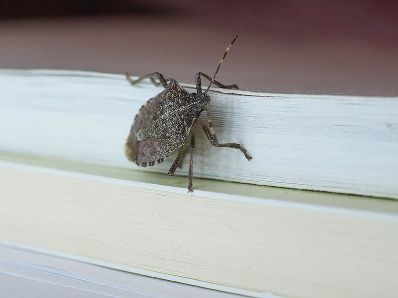 Brown marmorated stink bug (Halyomorpha halys) insect animal