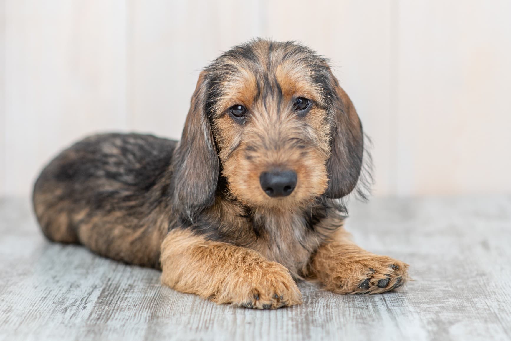 Brown wire-haired dachshund puppy lying on the floor