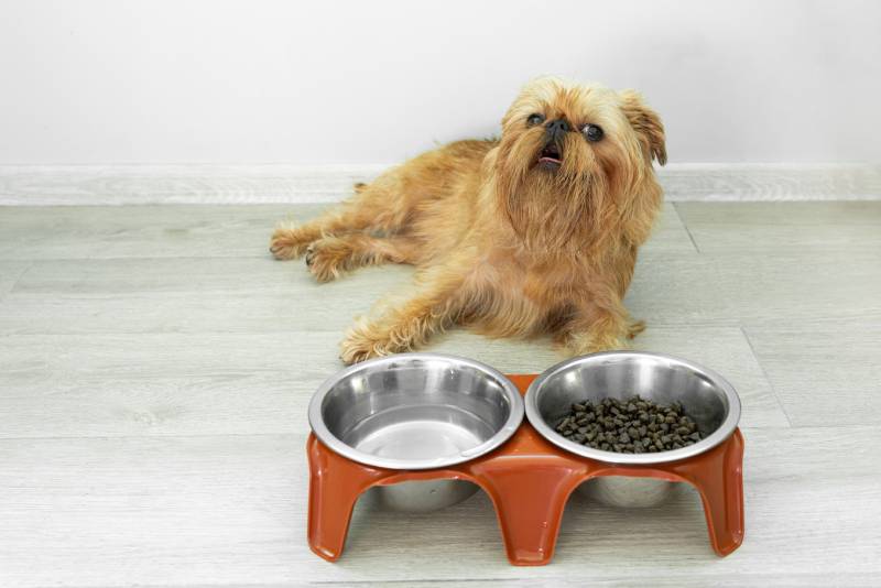 Brussels Griffon dog lies on the floor next to a bowl of dry food and water