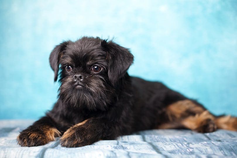 Brussels Griffon on the carpet
