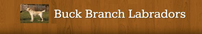 Buck Branch Labradors
