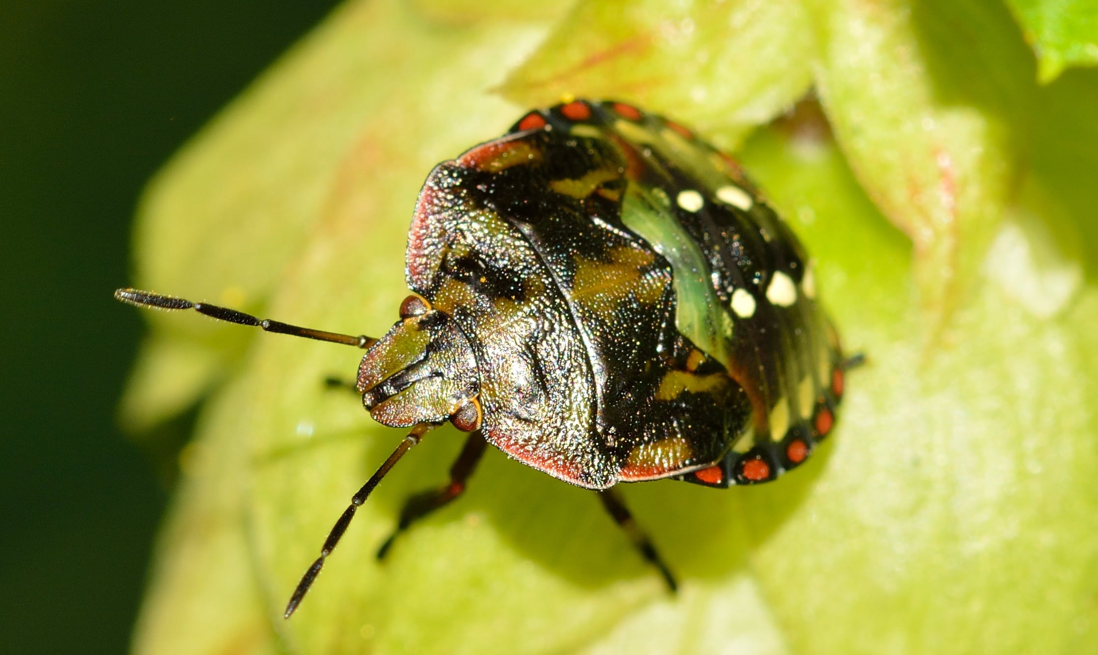 Bugs