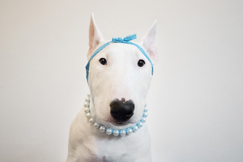 Bull Terrier