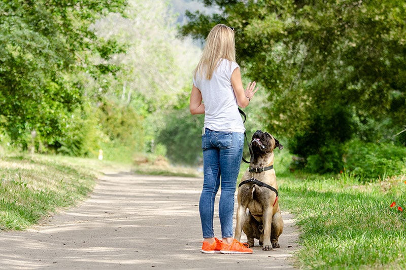 Bull mastiff puppy in a park being trained by his attractive blonde owner