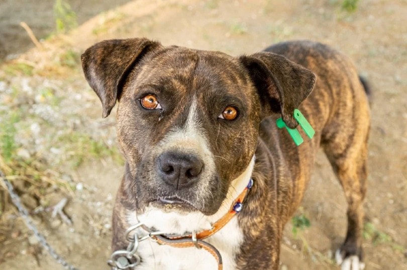 Bullboxer (Boxer x Pitbull)